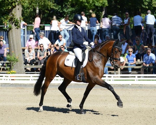 dressage horse Maddoc (Trakehner, 2008, from Kasimir TSF)