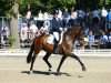 dressage horse Maddoc (Trakehner, 2008, from Kasimir TSF)