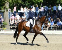 Dressurpferd Maddoc (Trakehner, 2008, von Kasimir TSF)