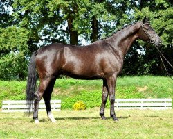 horse Tucholsky (Trakehner, 2010, from Hohenstein I)