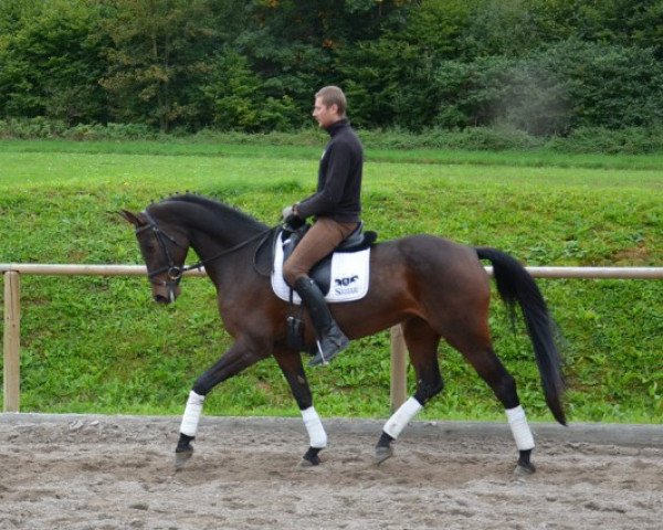 Pferd Stute von Lizarazu (Bayer, 2007, von Lizarazu)