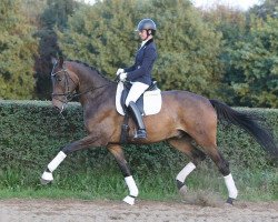 dressage horse Navigator (Trakehner, 2009, from C'est bon)