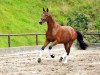 dressage horse Lexion 7 (Trakehner, 2012, from Herbstkönig 2)