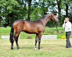 dressage horse Albarolo (Trakehner, 2012, from Herbstkönig 2)