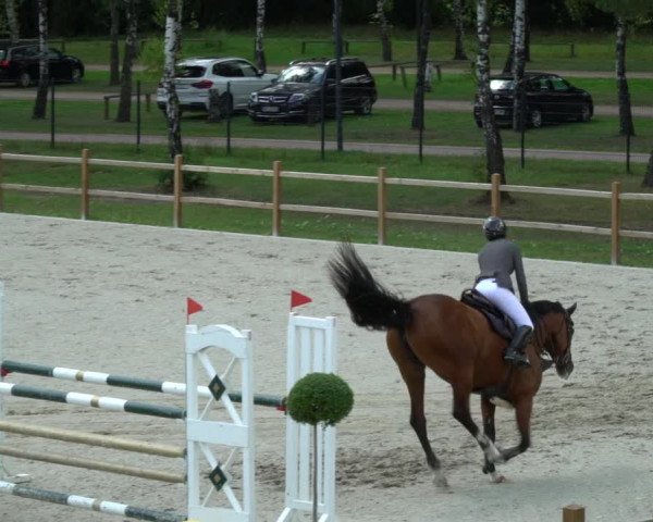 Reitturnier Westergellersen 2021