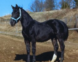 stallion Voltaire (Alt-Oldenburger / Ostfriesen, 2013, from Volontär)