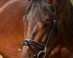 stallion Muppet McArthur (German Warmblood, 2010, from King Arthur TSF)