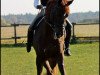 dressage horse Quattrone de L (Württemberger, 2001, from Qantas de L)