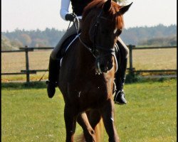 dressage horse Quattrone de L (Württemberger, 2001, from Qantas de L)