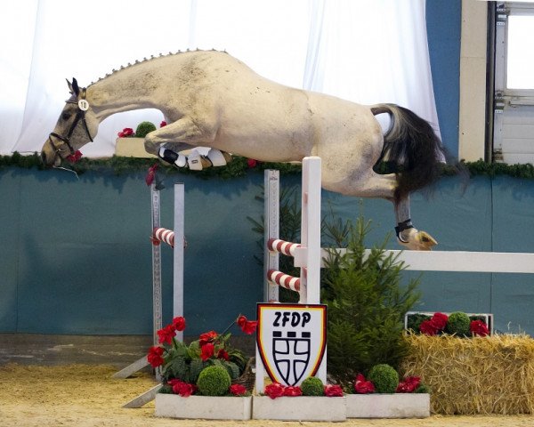stallion Cayanosch (Rhinelander, 2011, from Castellini)