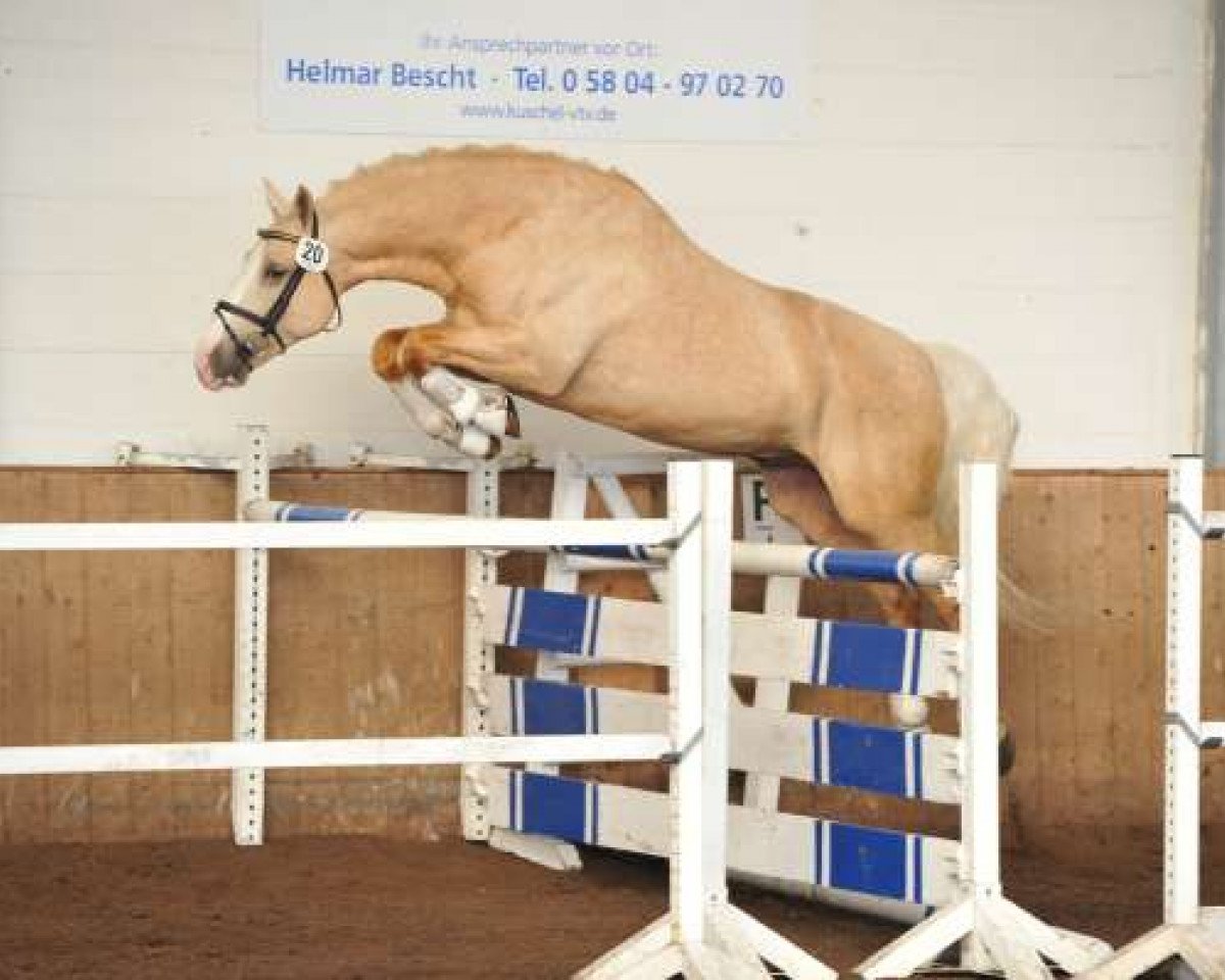 Deckhengst Hector Krogvaenget (Frederiksborger, 2007, von Sar Vejleby)