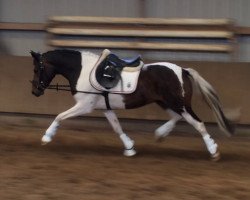 broodmare Soucheta (German Riding Pony, 2008, from Hilkens Black Delight)