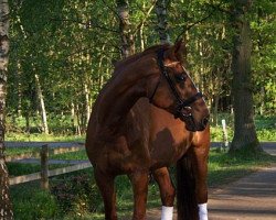 broodmare Larina (Westphalian, 1999, from Artwig)