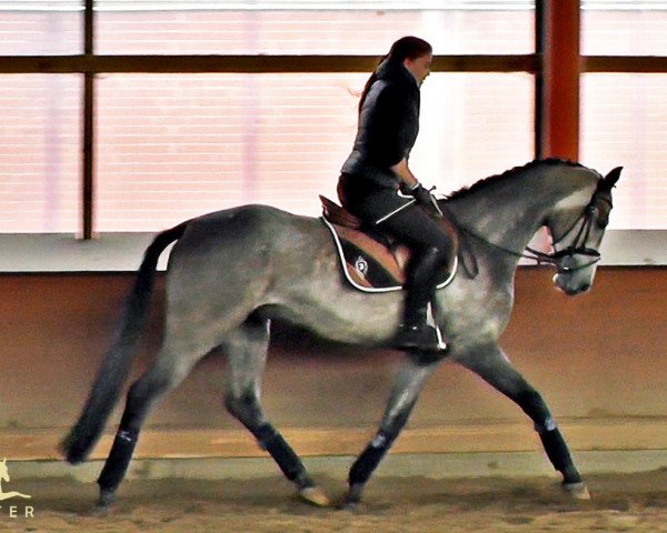 horse Last Man's Champ (Oldenburg show jumper, 2011, from Last Man Standing)