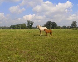 Pferd Oakwood´s Noon Edition (Deutsches Reitpony, 2013, von Acapulco)