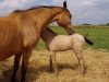 broodmare April (Kinsky horse, 1995, from Burbon)