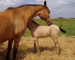 broodmare April (Kinsky horse, 1995, from Burbon)