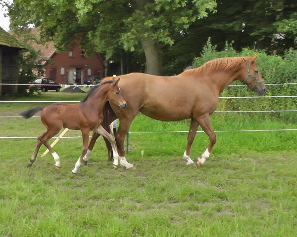 Zuchtstute Uckarja (Brandenburger, 2000, von Uckermärker)