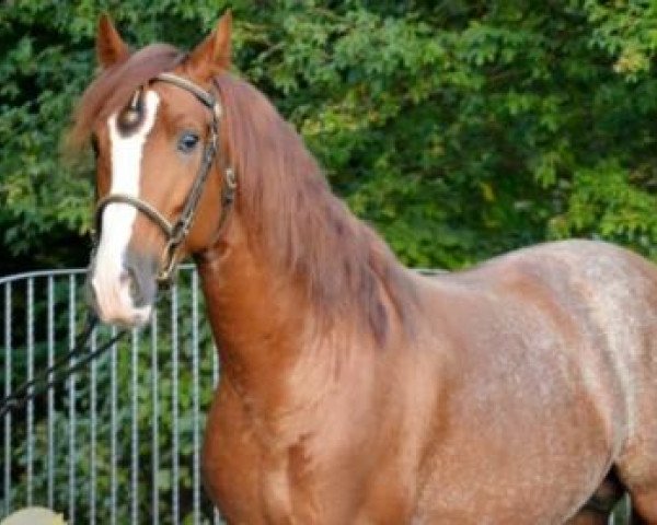 dressage horse Nevado (Pura Raza Espanola (PRE),  )