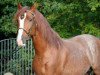 dressage horse Nevado (Pura Raza Espanola (PRE),  )