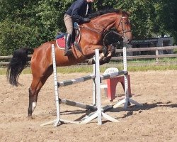 jumper Cräck 2 (KWPN (Royal Dutch Sporthorse), 2010, from C-Trenton Z)