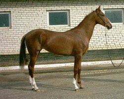 broodmare Abaza (Akhal-Teke, 2002, from Getman)