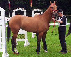 horse Adygheya Ozal (Akhal-Teke, 2007, from Gargantua)