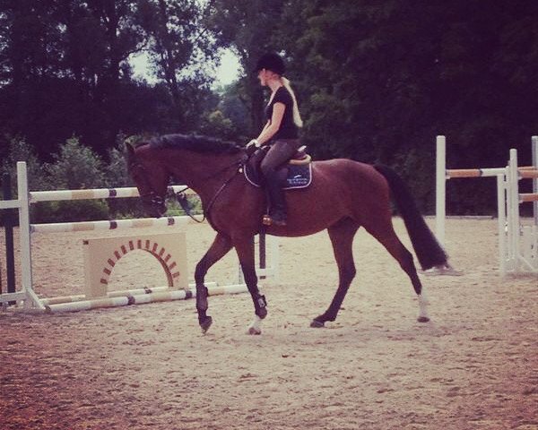 jumper Laos 14 (Oldenburg show jumper, 2009, from Landor S)