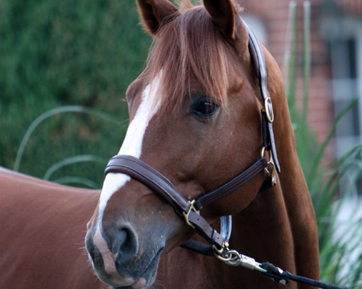 stallion Cessna (Oldenburg, 2001, from Cordalme Z)