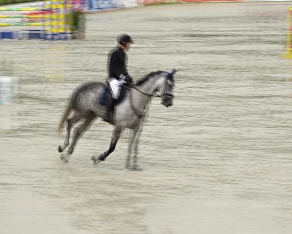 Reitturnier Westergellersen 2021