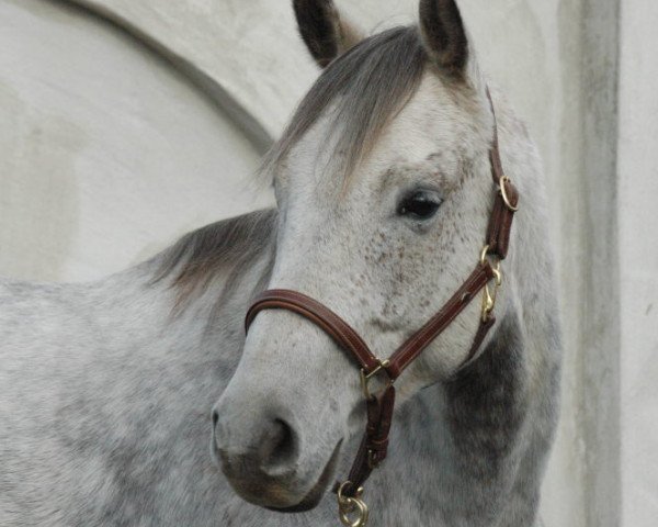 Dressurpferd Marvelous Blue (Rheinländer, 2004, von Medici)