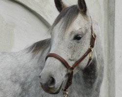 horse Marvelous Blue (Rheinländer, 2004, from Medici)