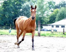 broodmare Granny (German Warmblood, 1993, from Grand)