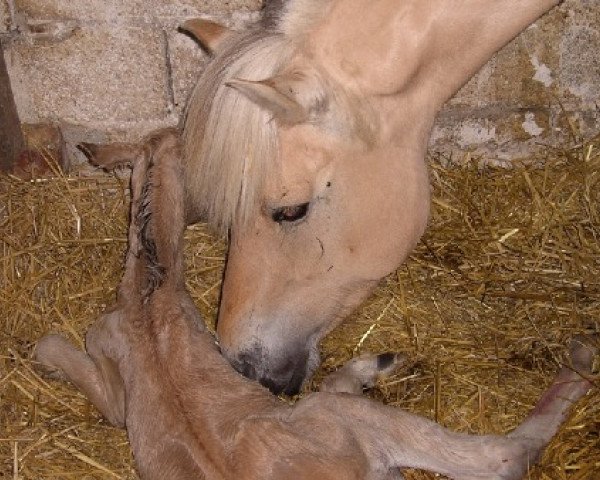 Zuchtstute Halina (Fjordpferd, 2005, von Kastanielystens Rasmus)