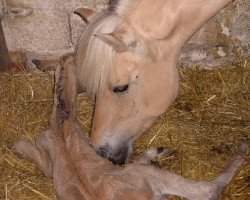 broodmare Halina (Fjord Horse, 2005, from Kastanielystens Rasmus)