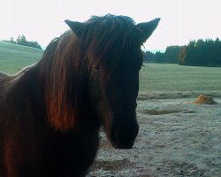 broodmare Lifa vom Staudenhof (Iceland Horse, 2008, from Fakur vom Staudenhof)