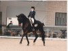 dressage horse Sergio 31 (Rhinelander, 2006, from Stedinger)