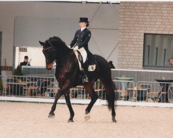 dressage horse Sergio 31 (Rhinelander, 2006, from Stedinger)