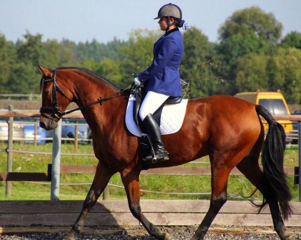 broodmare L'Alizee (Oldenburg, 2002, from Lordanos)