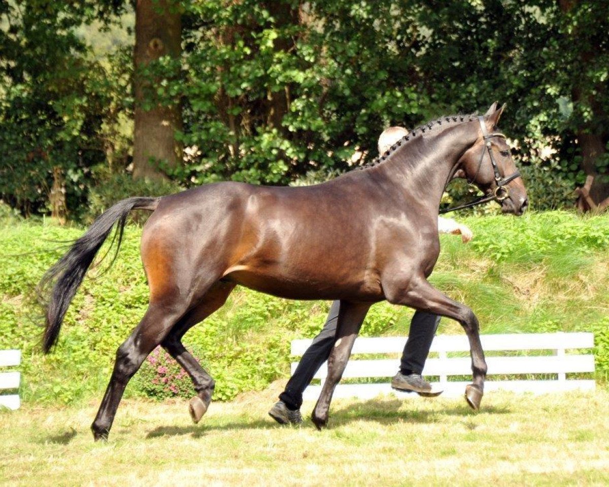 stallion Undercover (Trakehner, 2012, from Syriano)