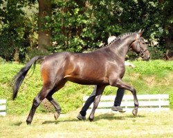 stallion Undercover (Trakehner, 2012, from Syriano)