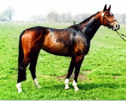 broodmare Camilla (Hanoverian, 2004, from Contendro I)