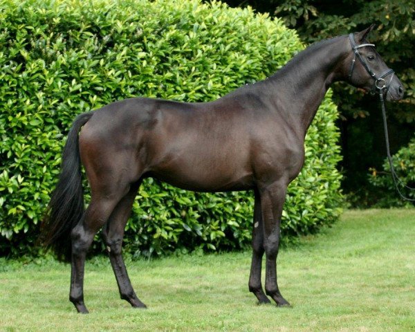 stallion Ivanhoe (Trakehner, 2012, from E.H. Millennium)