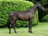 stallion Ivanhoe (Trakehner, 2012, from E.H. Millennium)