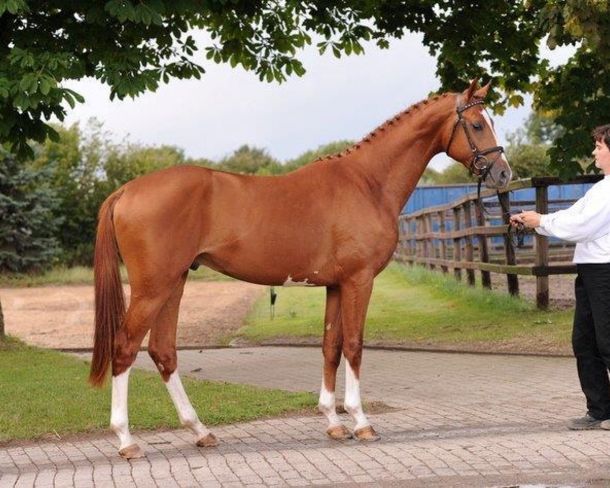 stallion Davidas (Trakehner, 2012, from Horalas)