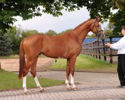 stallion Davidas (Trakehner, 2012, from Horalas)