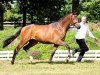 stallion Donauherbst 2 (Trakehner, 2012, from Herbstkönig 2)