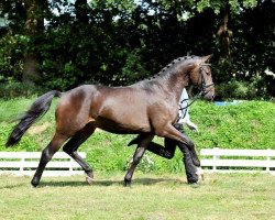 dressage horse Donaustrand (Trakehner, 2012, from Herbstkönig 2)