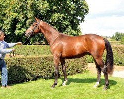 dressage horse Pretty Charmer (Trakehner, 2012, from Goldschmidt)