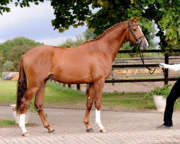 stallion Pergentino (Trakehner, 2012, from All Inclusive)